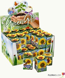 Ecogeschenke Sonnenblume 40 Stück in Versandkiste