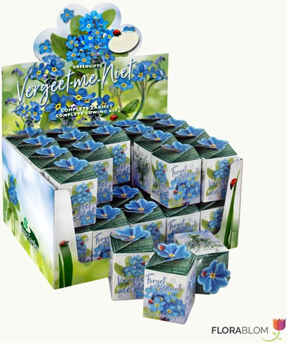 Ecogeschenke Vergissmeinnicht 40 Stück in Versandkiste