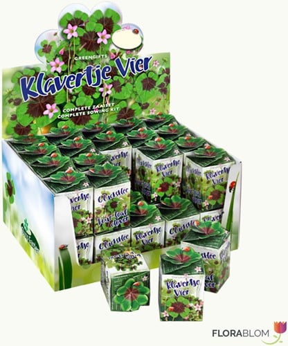 Ecogeschenke Vierblättrigen Kleefarn 40 Stück in Versandkiste