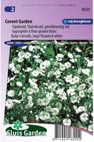 Gipskraut Covent Garden - Gypsophila-2
