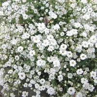 Gipskraut Covent Garden - Gypsophila