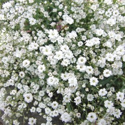 Gipskraut Covent Garden - Gypsophila