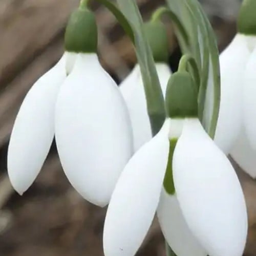 Schneeglöckchen Elwesii - Galanthus (Großpackung)