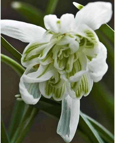 Schneeglöckchen Flore Pleno - Galanthus