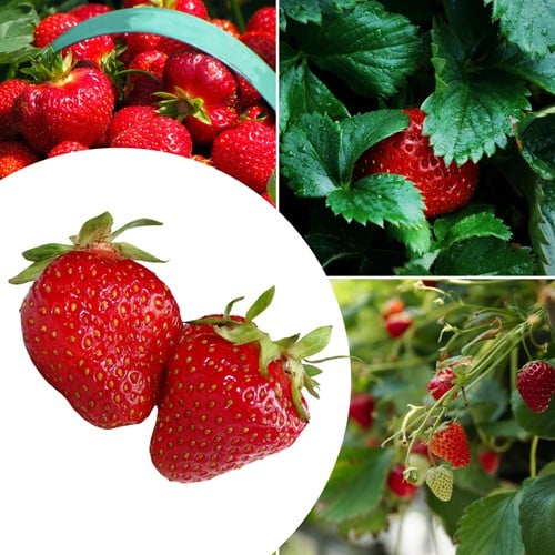 20x Erdbeerpflanzen Sonata – Fragaria