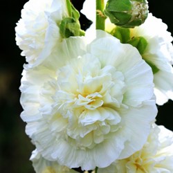 Stockrose Weiß - Alcea rosea