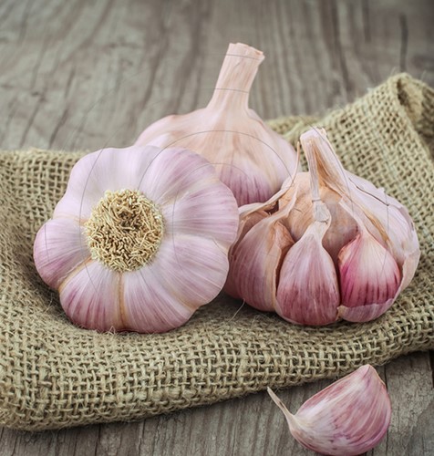 Knoblauch Rosa