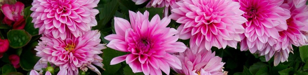 Dahlia zwiebeln pflanzen