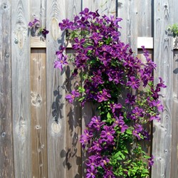 Clematis The President - Waldreben Violett