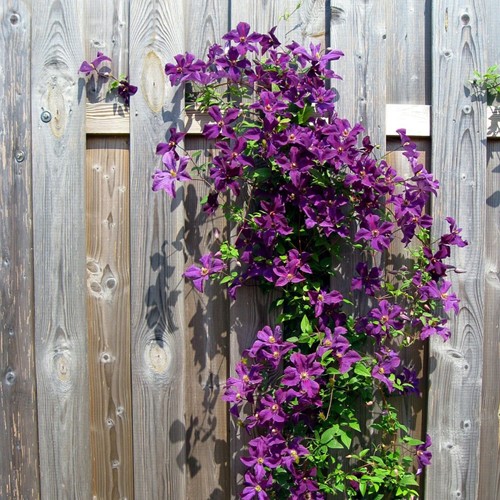 Clematis The President - Waldreben Violett