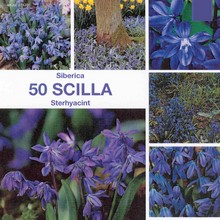Scillazwiebeln