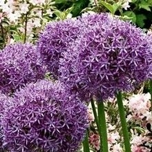 Allium (Lauch) Pflanzungsrichtlinien