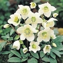 Helleborussaat