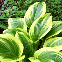 Herzblattlilien