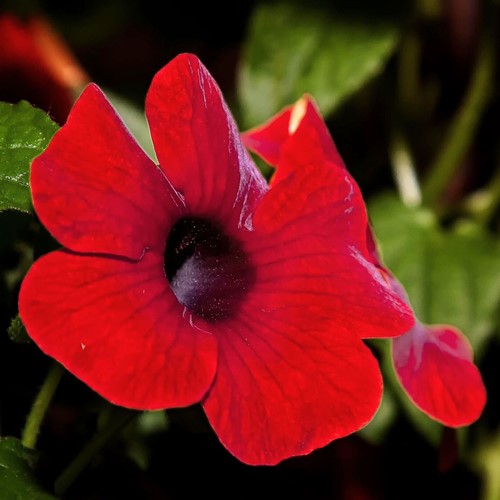 Schwarzaügige Susanne Rot - Thunbergia alata 
