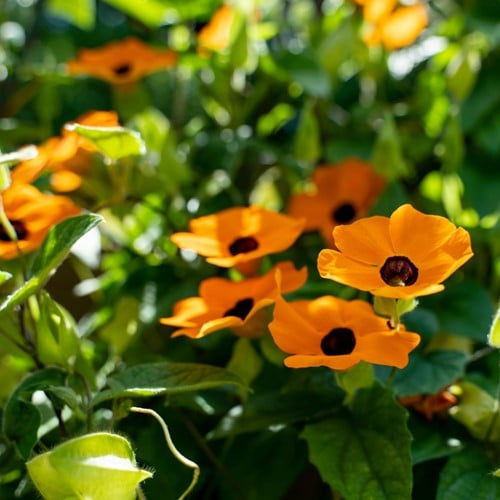 Schwarzaügige Susanne Orange - Thunbergia alata 