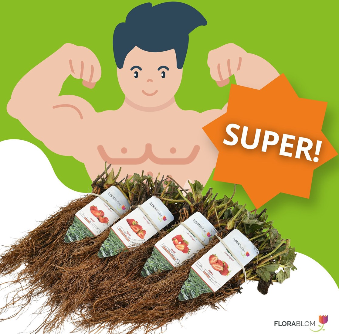 Erdbeere Senga Sengana Fragaria kaufen? Schnelle Lieferung und