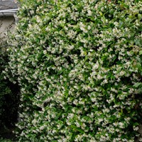 Sternjasmin - Trachelospermum Jasminoides (Sechserpack)