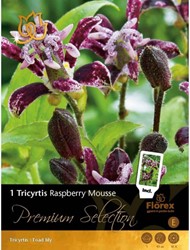 Tricyrtis Raspberry Mousse – Krötenlilien