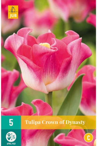 Tulpen Crown of Dynasty – Tulipa
