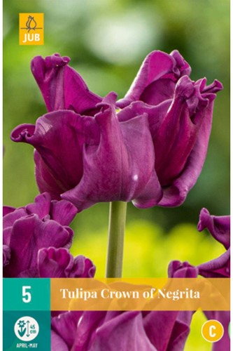 Tulpen Crown of Negrita – Tulipa