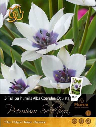 Tulpen Alba Coerulea Oculata – Tulipa humilis