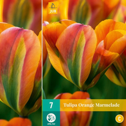 Tulpen Orange Marmelade – Tulipa