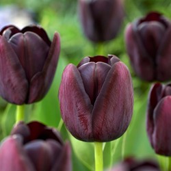 Tulpe Queen of Night