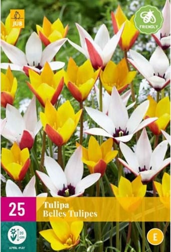 Tulip Belles Tulipes - Lady Tulip
