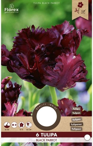 Tulpe Black Parrot