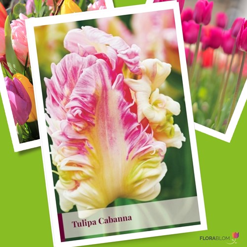 Tulpe Cabanna - Tulipa parrot