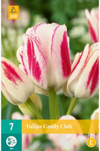 Tulpe Candy Club - Tulipa Chameleon