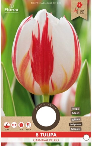 Tulpe Carnaval de Rio - Tulipa