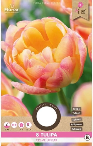 Tulpen Creme Upstar – Tulipa