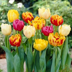 Tulpen Doppelt Mischung - Tulipa double Grosspackung (XL)