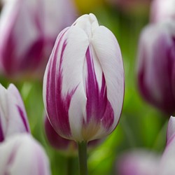 Tulpe Flaming Flag