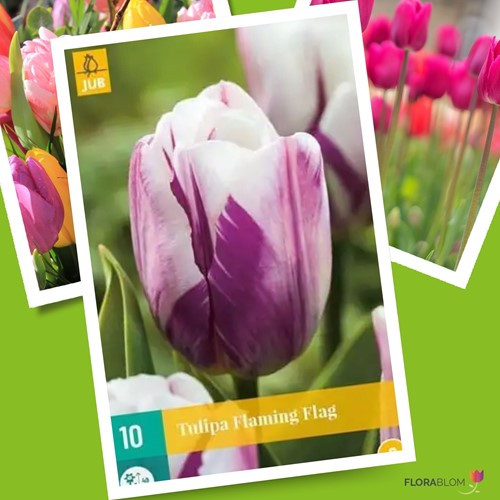 Tulpe Flaming Flag