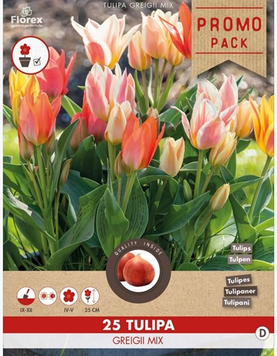 Tulpen Greigii Mischung