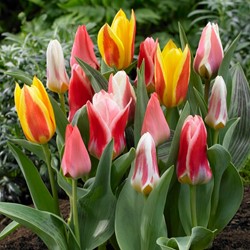 Tulpen Greigii Mischung