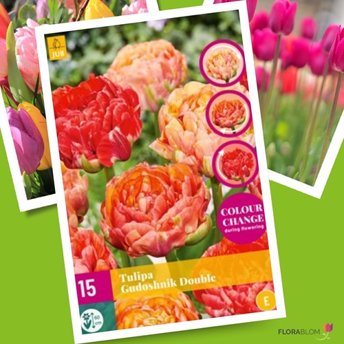 Tulpen Gudoshnik Double – Tulipa