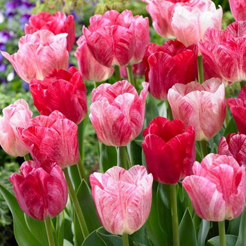 Tulpe Hemisphere