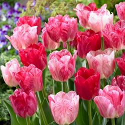 Tulpe Magic Hemisphere - Tulipa