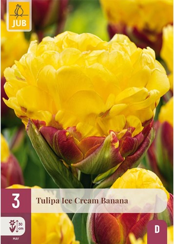Tulipa Ice Cream Banana - Gefüllte Tulpe