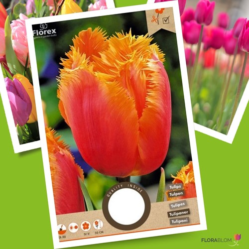 Tulpe Lambada - Tulipa Crispa