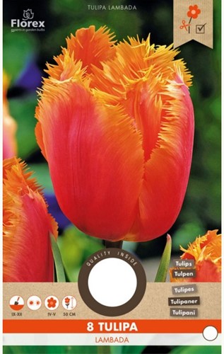 Tulpe Lambada - Tulipa Crispa