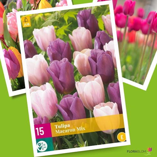 Tulpen Macaron Mischung