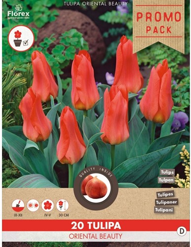 Tulpe Oriental Beauty
