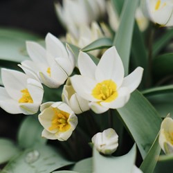 Tulipa polychroma - Botanische Tulpe- Wilde Tulpe