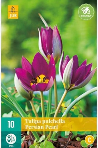 Tulpe Pulchella Persian Pearl