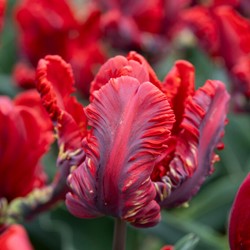 Tulpe Rococo